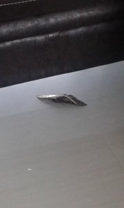 14686206_10207432354514361_2143890440_n